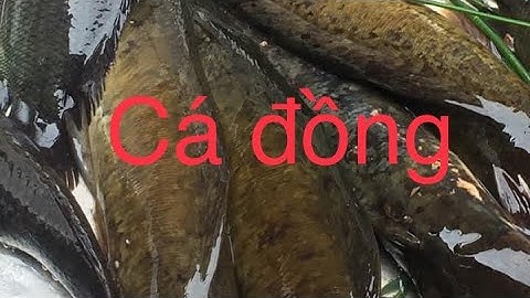 Câu Cá Rô Trê Thác Lác Lại Là Anh Thợ Điện Dẫn Đi Quá Sướng Xóm Cây Nhãn