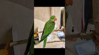 Parrot prices in Egypt 2023_Durra parrot prices, including colors, in Egypt