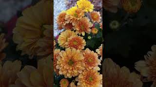 ASMR Plant Identification #2 (Crunch Leaves, Airplanes, Light Rock Tumbles) screenshot 3