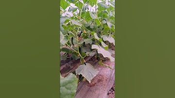 What are they doing with the cucumbers - cucumber 🥒 farming #shorts #cucumber #youtubeshorts #short