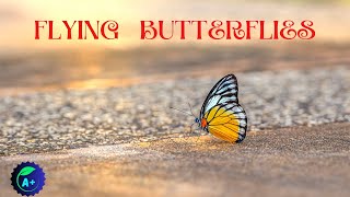 Flying Butterflies \/ Most Beautiful Butterfly Collection \/ Nature Relaxation Video