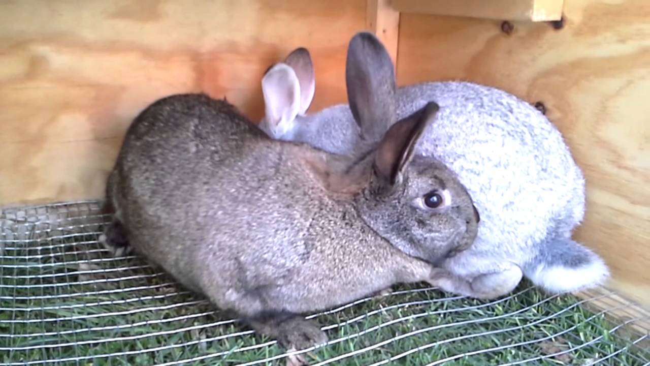 Rabbit Mating Youtube