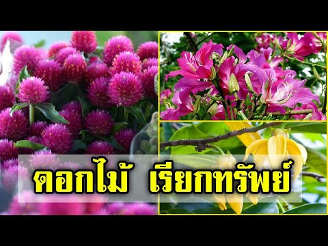 ดอกไม้ ที่ ควร ปลูก ใน บ้าน  2022  ไม่ปลูกไม่ได้แล้ว!! 5 ดอกไม้ไทย ที่ควรปลูกในบ้าน ช่วยเรียกทรัพย์ ชีวิตเจริญรุ่งเรือง