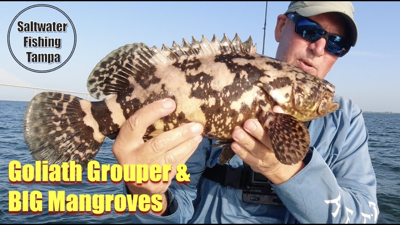 BIG Mangrove Snapper Action HOT in Tampa Bay! Easy to Catch with Cut ...