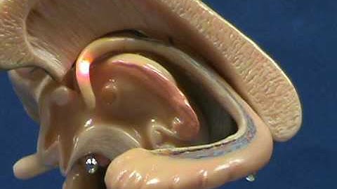 Brain Stem Model - Corpus Callosum & Hippocampus