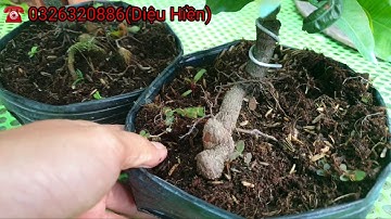 11.7.2020 Mai giống cúc bi tiên sinh, đế đẹp, giá mềm bao ship từ 3 cây