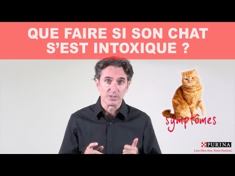 Vidéo: Intoxication Au Zinc Chez Les Chats