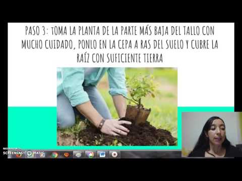 Video: Datos sobre el árbol Boojum: información sobre el cultivo de árboles Boojum