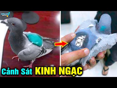 Video: Con chim bồ câu chở khách là một ví dụ về sự điên rồ của con người