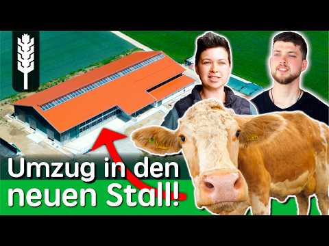The cows are moving! A new modern dairy barn for 100 dairy cows