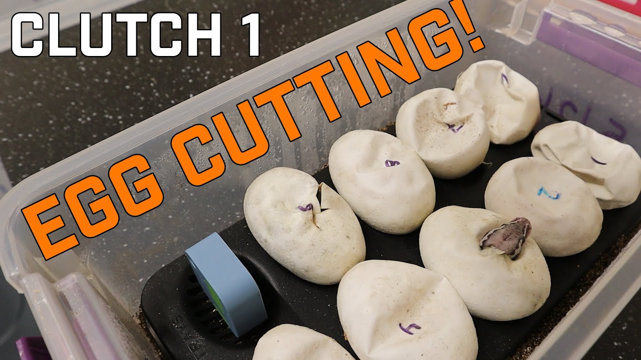 Egg Glove Envelope Crutch Puzzle