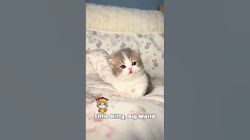 "The Cutest Sneak Attack 😹: Funny Cats 🐾 #kitten #catlovers