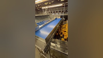 Oversized fruit eliminating rodded delivery @packlinetech #agriculturetechnology