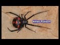 كيف تنقذ نفسك من لدغة الارملة السوداء حشرة العنكبوت السامة - صور العنكبوت السام