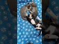 "Gato Fofo: O Rei da Valentia."😂 #shorts #cat #pets