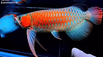 Cá Rồng Huyết Long giá 15 tỷ.