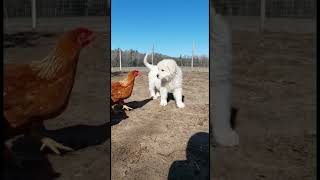 Little puppy with hens friends#chicken #viral #puppy #cute #hens