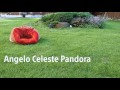 Angelo Celeste Pandora, dob17.04.2017 06/06/2017
