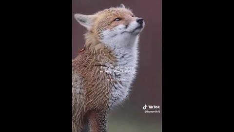 سورة الحج أية(18) القرئ ياسر الدوسري