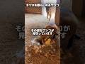 ヒヨコを狙っていたキツネを確保するレトリバー