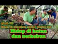 Tetap bersyukur walaupun hasil nya tidak banyak | warta petani muda hidup di hutan