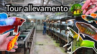 NUOVO TOUR delle VASCHE D'ALLEVAMENTO!