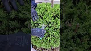 Budama Yapma Zamanı Resimi