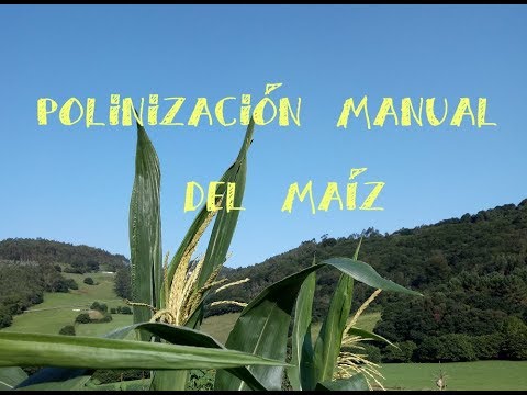 Video: ¿El maíz se autopoliniza?