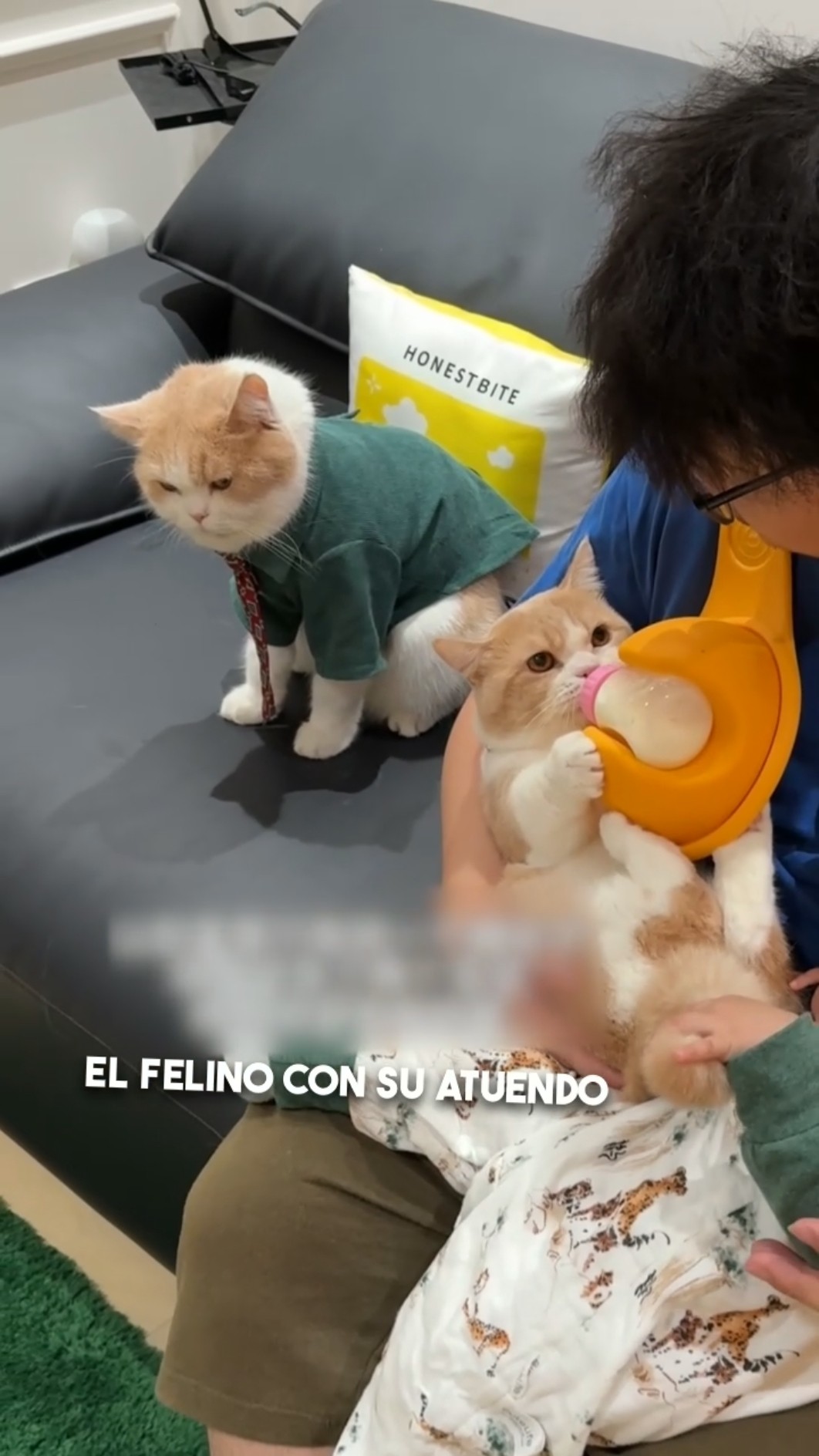 El gato se sintió excluido, pero luego pasó esto... ?➡️?