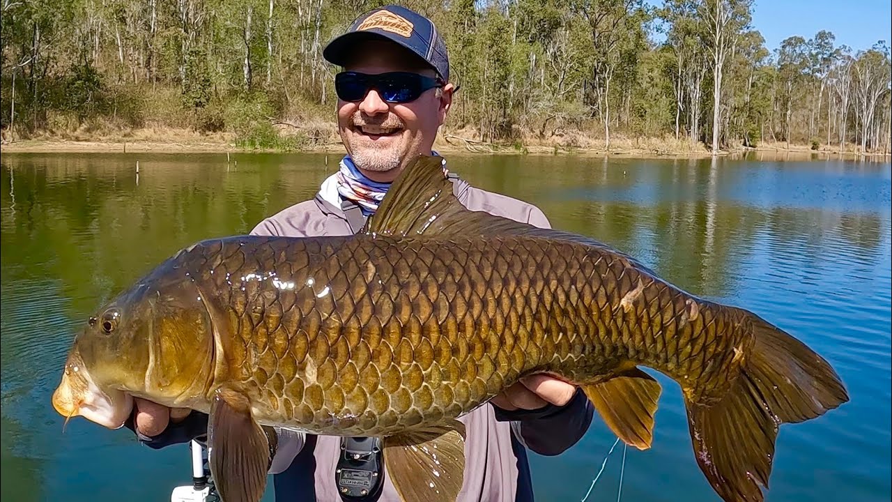 Sight fishing HUGE Carp on fly