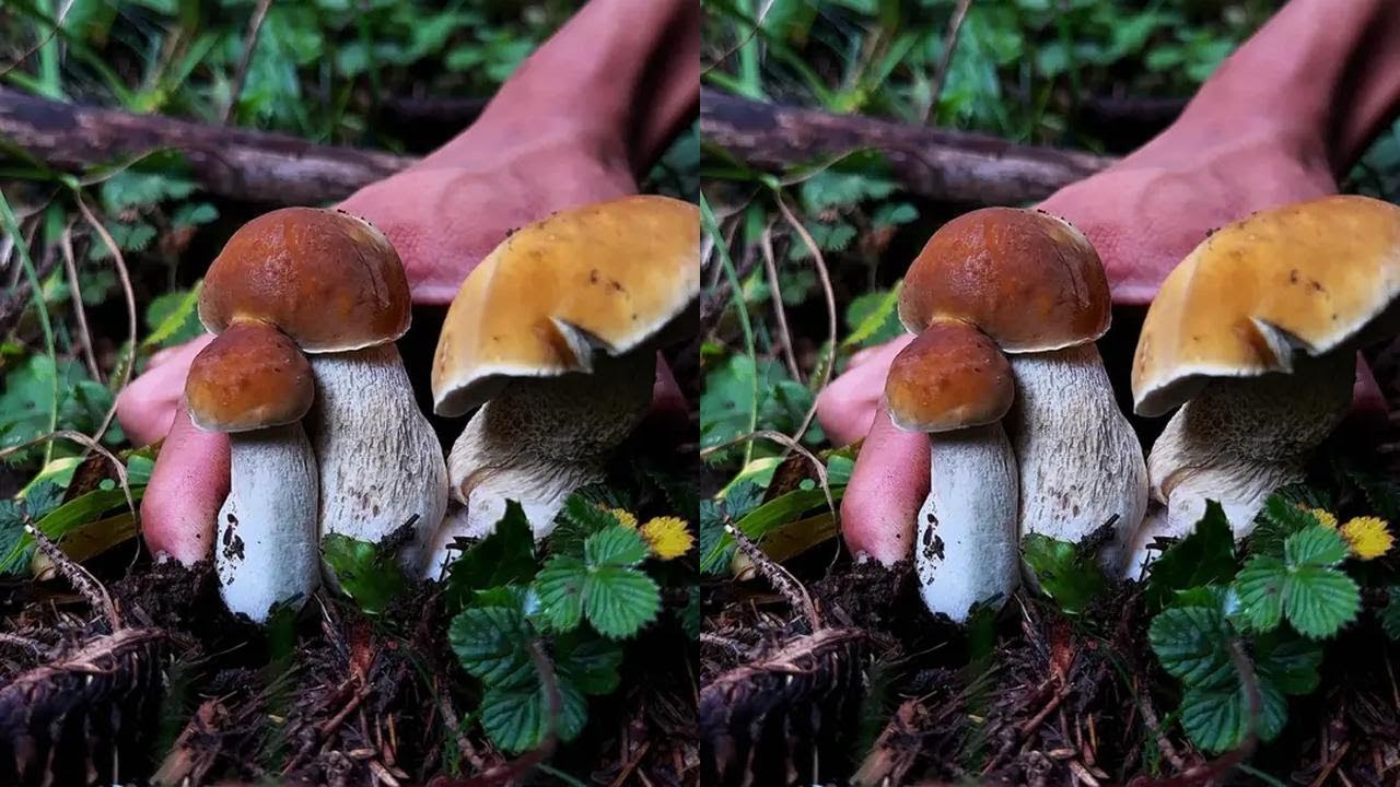 Bamboo basket filled with mushrooms, heart with autumn wind.