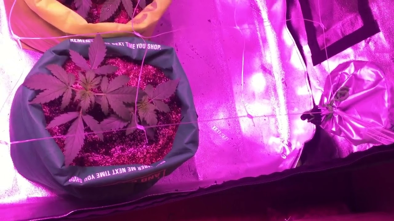 Alien bubba aa popcorn 6.2/10