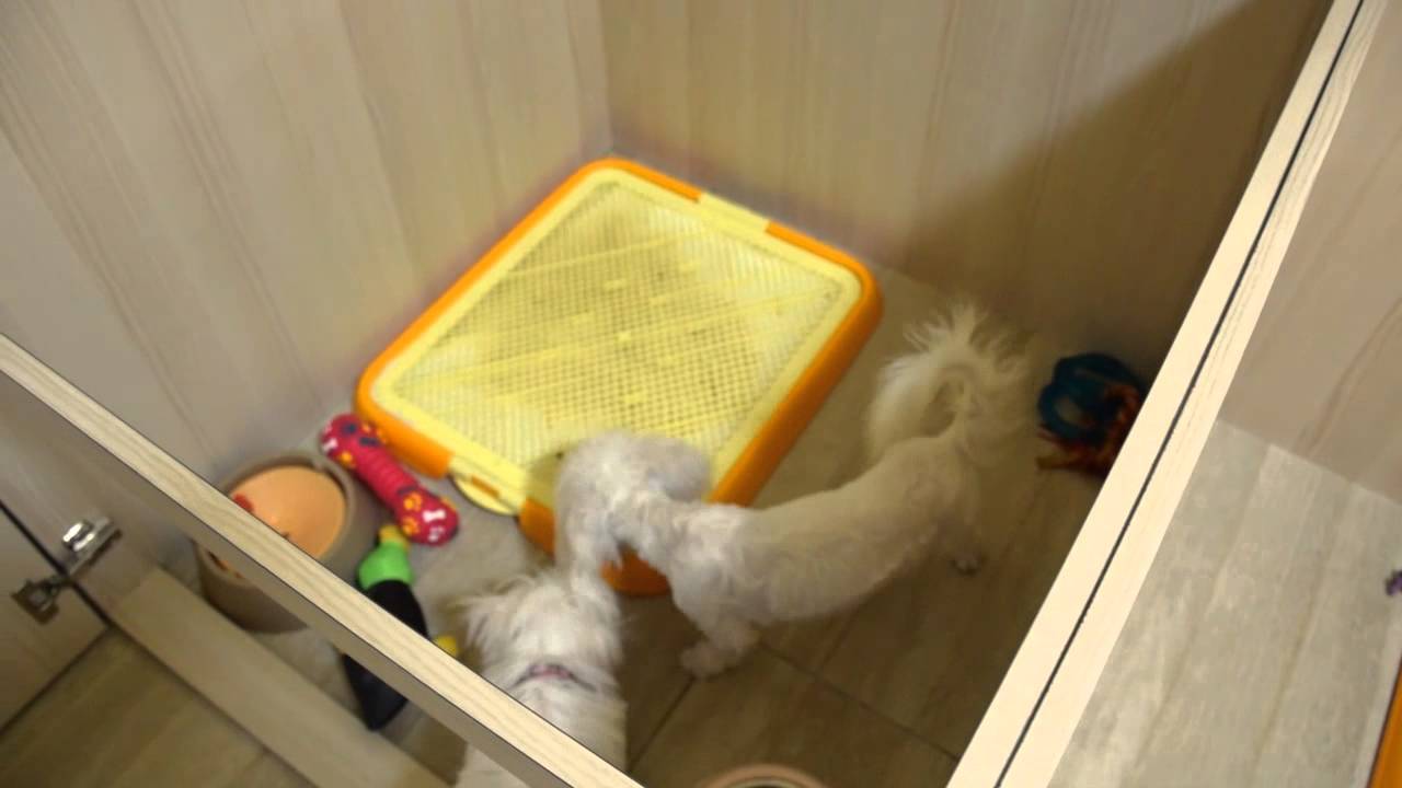 Amber Toy Poodle - Tasha's First Correct Pee