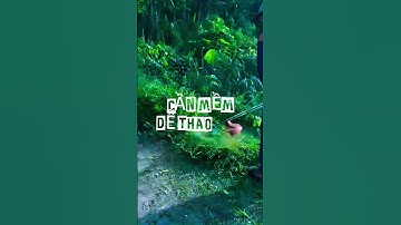 Máy Cắt Cỏ Cần Mềm Reload 543 Vip Khách Hàng Chia Sẻ Video Sau Khi Sử Dụng Máy