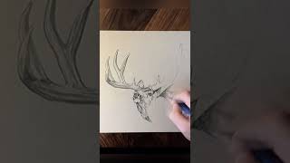Mule deer sketch using graphite and white charcoal on toned gray paper