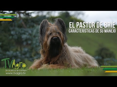 El Pastor de Brie: Características de su Manejo - TvAgro por Juan Gonzalo Angel Pastor de Brie. Origen, Características, Alimentación, Cuidados, Curiosidades