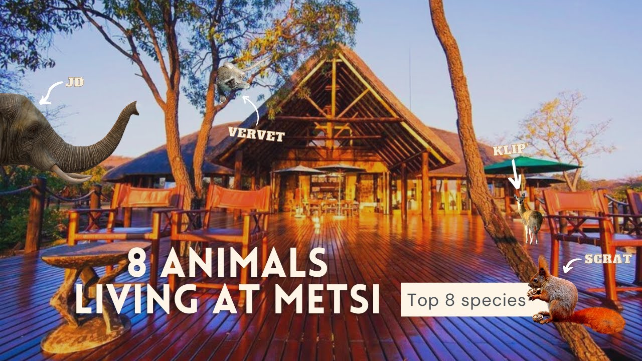 TOP 8 ANIMAL SPECIES LIVING IN OUR HOUSE | METSI SAFARI LODGE