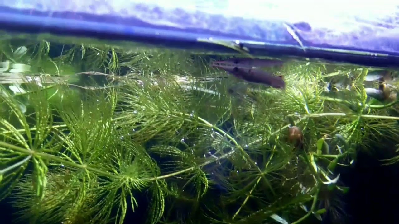 Mini aligator gar(gak sih) memperkenalkan ikan julung-julung air tawar