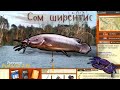 русская рыбалка 3.99. Сом ширентис. Редкости