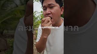 ละมุดปลูกเอง