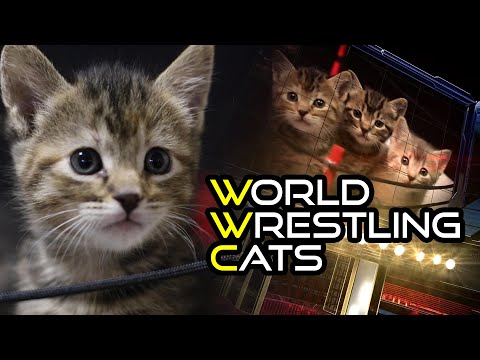Video: Pet Scoop: Family Bersatu Kembali dengan Anak Anjing curian, Grumpy Cat menjadi Tuan Rumah WWE Fight
