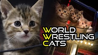 World Wrestling Cats 2020 | The Ultimate Kitten Fighting Competition