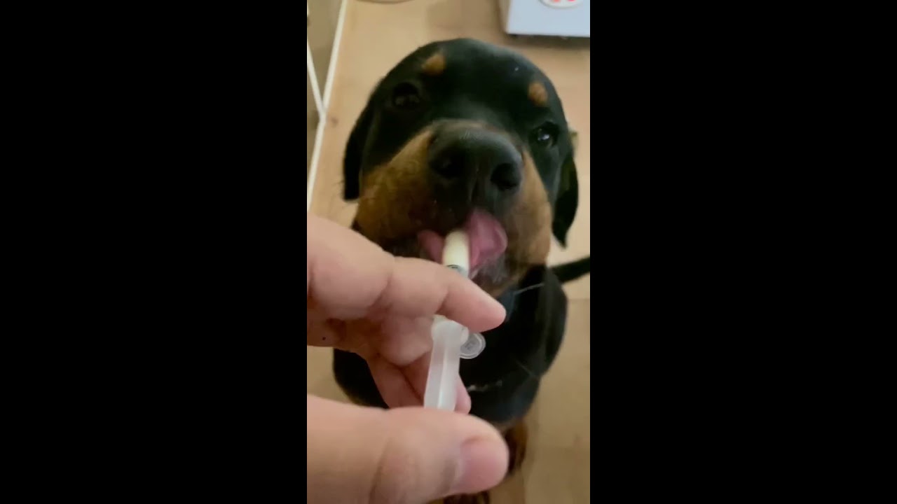 Is Yakult Good For Dogs The Answer Is YES tokyotherottweiler Is Yakult Good For Dogs The Answer Is YES tokyotherottweiler