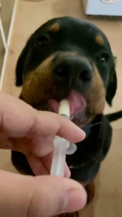 Is Yakult Good For Dogs The Answer Is YES tokyotherottweiler is-yakult-good-for-dogs-the-answer-is-yes-tokyotherottweiler