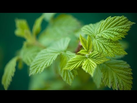 Video: Ali sta čaj iz listov rdeče maline in čaj iz listov maline enaka?