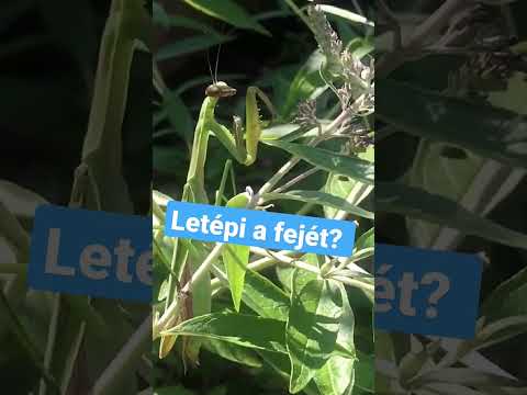 Videó: A legérdekesebb információ az imádkozó sáska rovarról