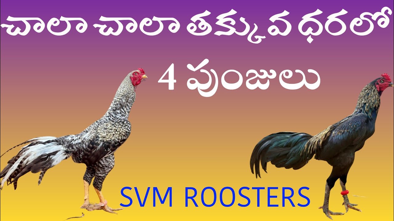 అతి తక్కువ ధరలో 4 పుంజులు #9100576655