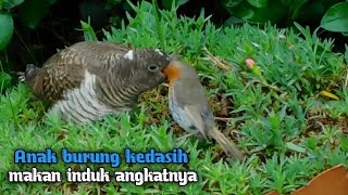 Ini dia 5 jenis burung kecil yang slalu jadi korban burung kedasih