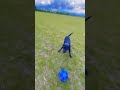 Go fetch #dogwalk #football #playtime #dog