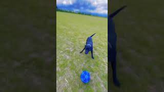 Go fetch #dogwalk #football #playtime #dog